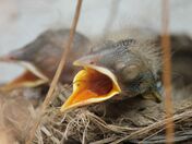 Newly hatched chick, American Robin