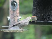 Brown Cowbird Chick being fed by its Chipping Sparrow Foster Parent