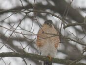 Juvenile Sharp Shinned Hawk