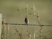 Lone Sparrow