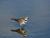 Killdeer