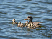 Mallard Family