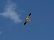 Avocet in flight