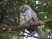Sleepy Barred Owl