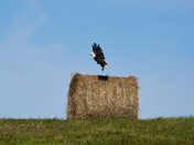 Taking Flight