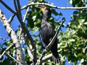 A Quivering Cormorant