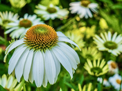 Dipsy Daisy