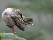 Ruby throated hummingbird
