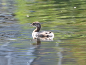 Pied Billed Grebe