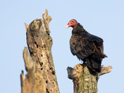 Pretty Bird