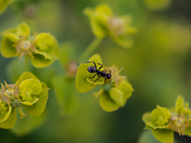 Beautiful tiny creature