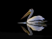 Just a Pelican