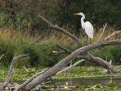Great Egret