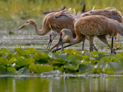 Sandhill Cranes