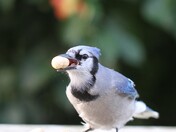 Blue Jay
