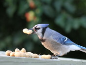 Blue Jay