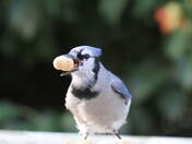 Blue Jay