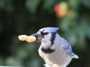 Blue Jay