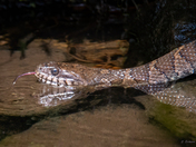 Northern Water Snake