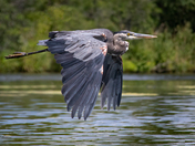 Great Blue Heron
