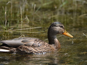 Mallard duck