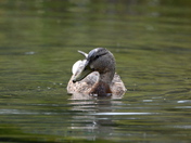 Smiling Mallard