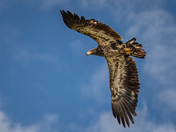 Soaring Hight