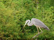 Heron