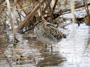Wilson’s Snipe