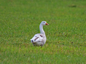 Snow Goose 