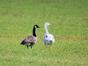 Snow Goose 