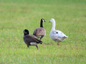 Snow Goose 