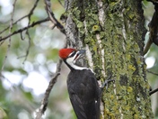 Pileated Woodpecker