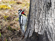 Yellow-bellied Sapsucker