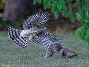 Cooper's Hawk