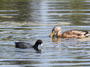 Coot and Mallard