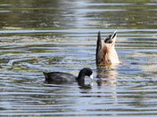 Coot and Mallard hen