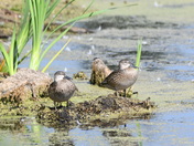 A pair of Bluewing Teal