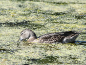 Bluewing Teal feeding