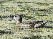 Attentive Bluewing Teal 