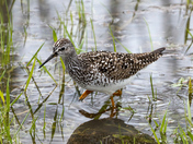 Lesser Yellowlegs