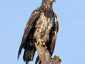 Juvenile Bald Eagle