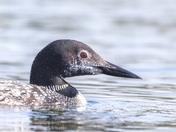 Common Loon 