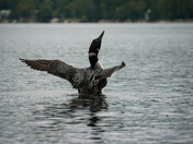 Loon Bird 