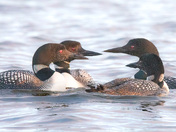 Social gathering of the Loons
