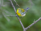 Northern Parula