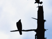 The pecking order 