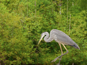 Heron 2
