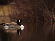 Goose Reflections 