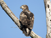 Juvenile Bald Eagle